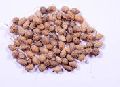 Cliff Date Palm Seeds
