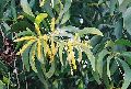 Earleaf Acacia Seeds