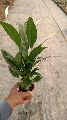 spathiphyllum plant