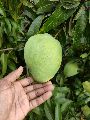 Organic Banganpalli Mango