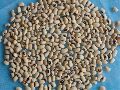 Common Light Brown Raw No cowpea seed