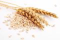 Common White wheat grain