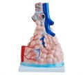 pulmonary alveoli model