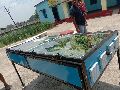 Solar Herb Dryer