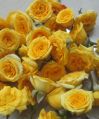 Natural yellow button rose flowers