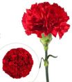 Red fresh cut carnations flowers