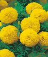 Natural Yellow marigold flowers