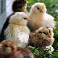10-15 GM Country Chicken Chicks