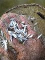 Grey Mullet Fish Seeds