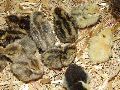 Japanese Quail Chicks(1 Day Old)