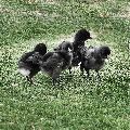 Black 1 month old kadaknath chicken chicks
