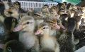 Kuttanadan Ducklings