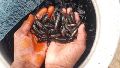 murrel fish seeds