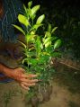 Assam Lemon round Lemon/ Organic Natural Yellow Green lemon plant