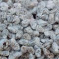 Organic Grey cotton seeds