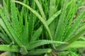 Organic Green Aloe Vera Leaves
