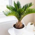 Green cycas sago palm tree