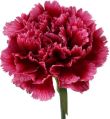 Pink and Cream Natural fresh carnation flower