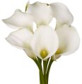 White fresh lilies flower