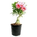 Pink grafted adenium plants