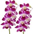 Pink orchid flower plants