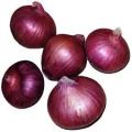 Round Organic Fresh Onion