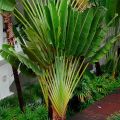 Green traveller palm tree