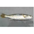 silver sillago fish