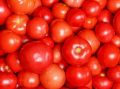 Hybrid Fresh Tomato