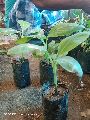 Green Tissue Culture Banana Plants