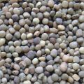 Sri Ganganagar Guar Seeds