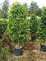 Ficus Benjamina Plant