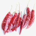 Sannam S4/334 red chillii Indian red chilli