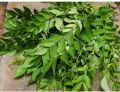 Organic Green curry leaves