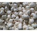 Desi Garlic