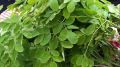 Organic Green moringa leaves