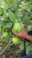 Organic thai guava plant