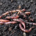 Organic Black-brown vermicompost fertilizer