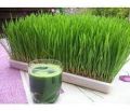 Green Liquid Wheatgrass Juice