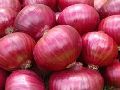 Fresh Nasik Red onion (Garva)