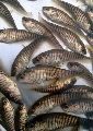 Chital Fish Seeds