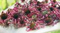 Echinacea Dry Flowers