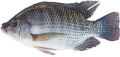 Monosex Tilapia fish seed