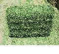 Alfafa Hay - Fresh Green Alfalfa Hay - Best price and Quality
