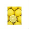 Fresh Eureka Lemons for sale - Yellow Eureka Lemons in stock - Best Quality and Price