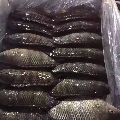 Frozen Tilapia Fish Best Price and Quality
