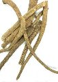 Inula Racemosa - Pushkarmool