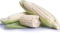 Fresh White Maize