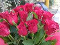 Beautiful Red Roses