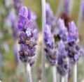 Organic Fresh Lavender Flowers
